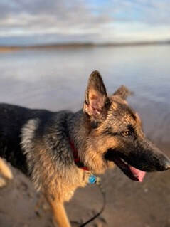 Picture of Lindsay's German Shepherd dog, Mojo on a beach. 